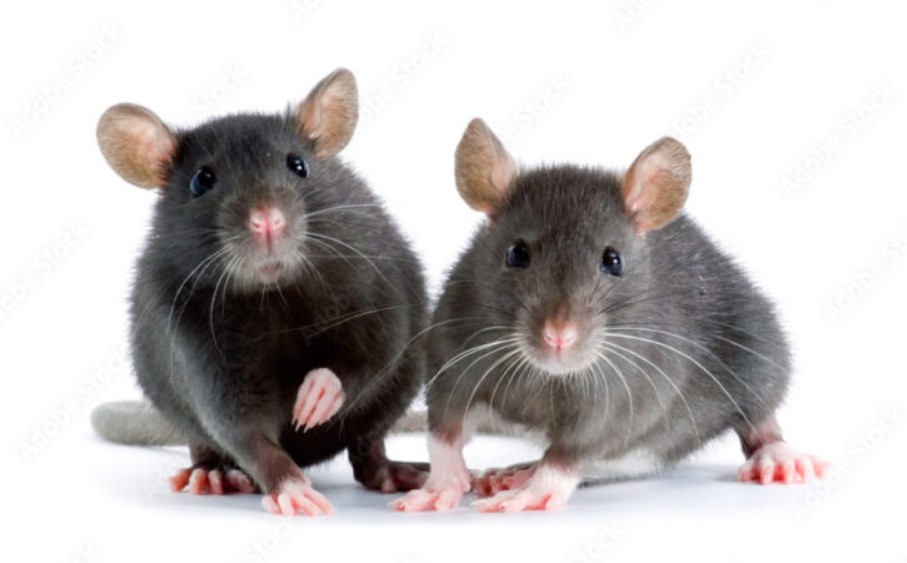 Ποντίκια με δύο μπαμπάδες: Οι επιστήμονες δημιουργούν ωάρια από αρσενικά κύτταρα